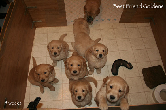 Deja pups